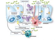 CancerCellsArt